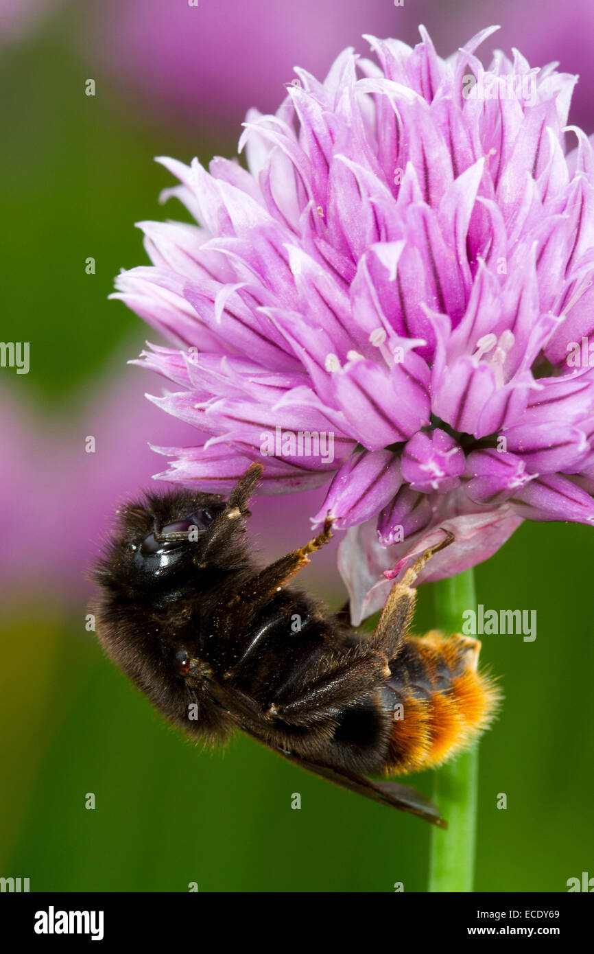 Hill Cuckoo bourdon (Bombus rupestris) femelle adulte se nourrit de la ciboulette dans un jardin. Powys, Pays de Galles. De juin. Banque D'Images