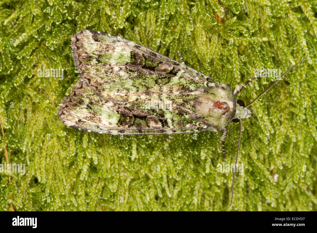 Green Arches (Anaplectoides prasina) repos adultes sur la mousse. Powys, Pays de Galles. Juillet. Banque D'Images