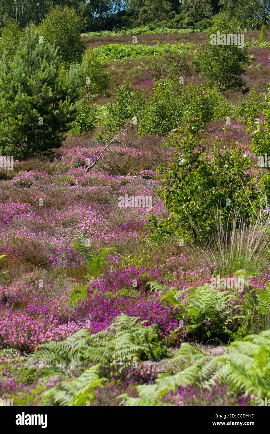 Vue de l'habitat des landes avec Bell Heather (Erica cinerea) et contre-leaved Heath (Erica tetralix) en fleurs. Banque D'Images