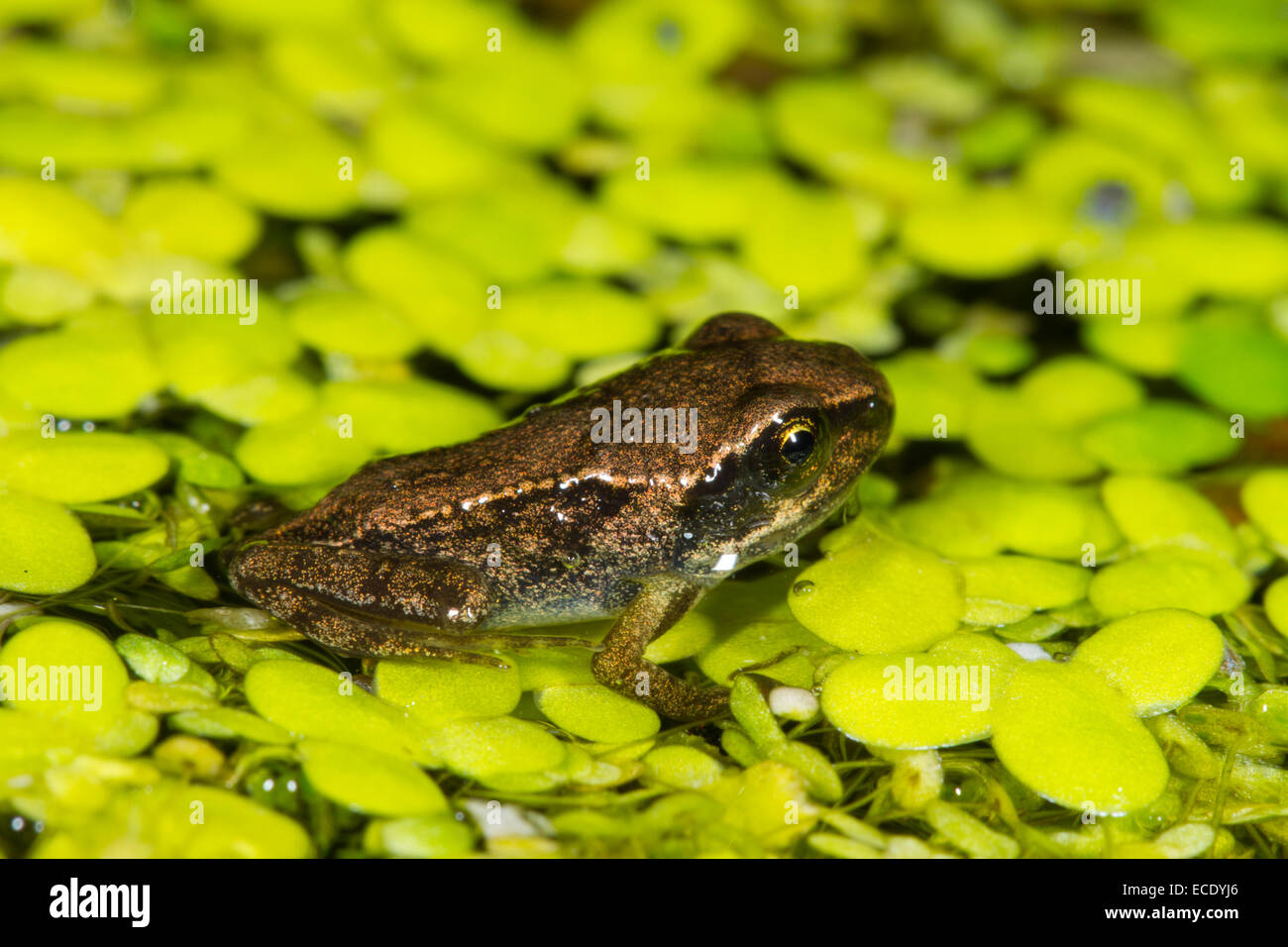 Grenouille Rousse (Rana temporaria) grenouillette, sur la lentille d'eau (Lemna sp.) dans un étang de jardin. Ingelmunster, Sussex, Angleterre. Juillet. Banque D'Images