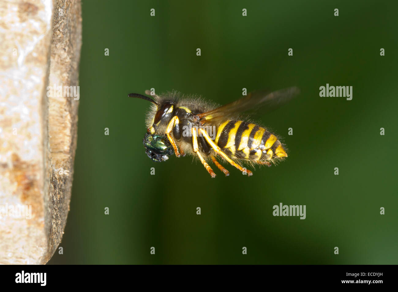 Guêpe Dolichovespula sylvestris (arbre) travailleur adulte en vol, arrivant à l'entrée du nid avec une mouche proie. Powys, Pays de Galles. Juillet. Banque D'Images