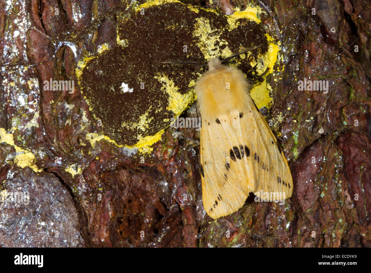 Hermine chamois (Spilosoma lutea) papillon adulte sur l'écorce des arbres. Powys, Pays de Galles. Juillet. Banque D'Images