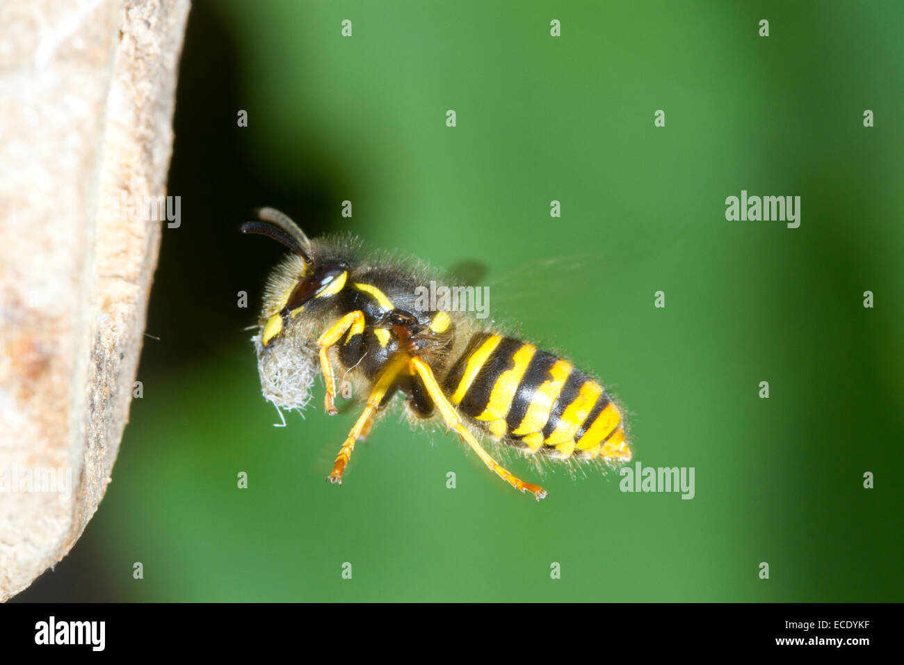 Guêpe Dolichovespula sylvestris (arbre) travailleur adulte en vol, arrivant à l'entrée du nid avec de la pâte à bois pour la construction des nids. Banque D'Images