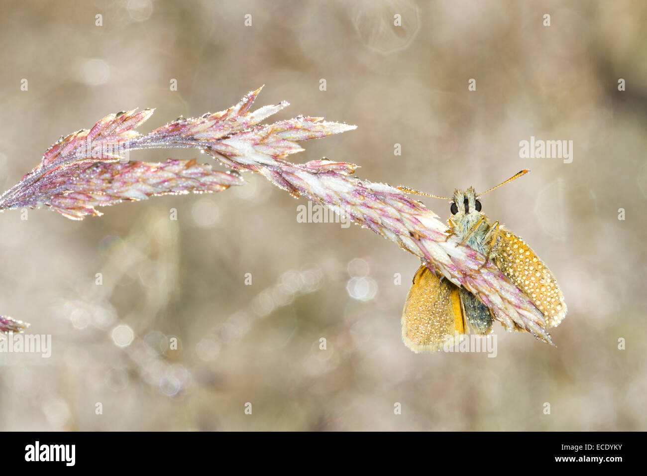 Petite Skipper (Thymelicus sylvestris) papillon adulte se percher parmi les graminées sur un matin de rosée. Powys, Pays de Galles. Juillet. Banque D'Images