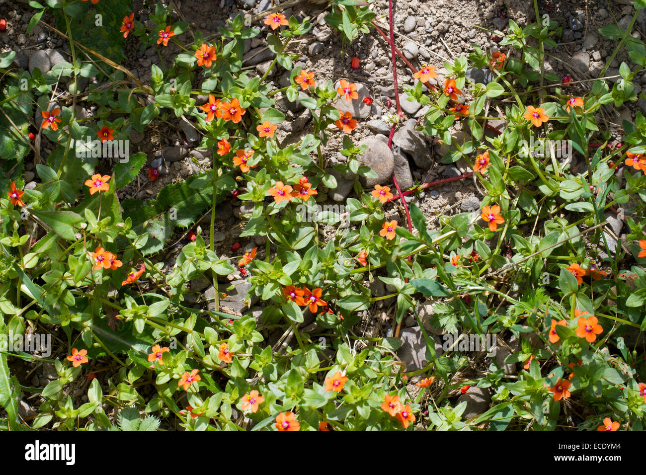 Mouron rouge (Anagallis arvensis) floraison dans un champ arable. Powys, Pays de Galles. Juillet. Banque D'Images