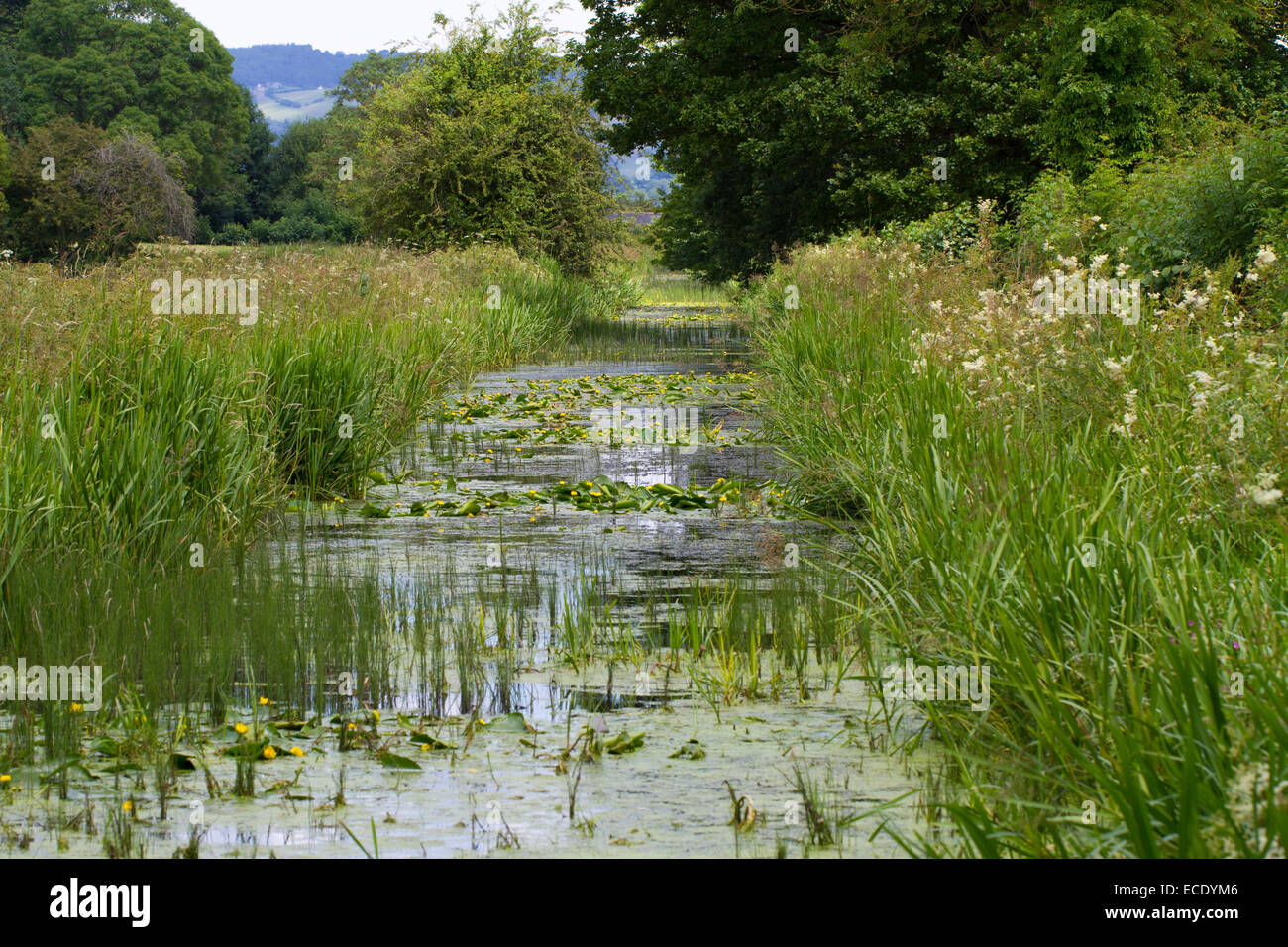 Partie de la gare désaffectée avec de l'eau jaune-lily (Nuphar lutea) floraison. Près de Powys, Pays de Galles, of Berriew. Juillet. Banque D'Images