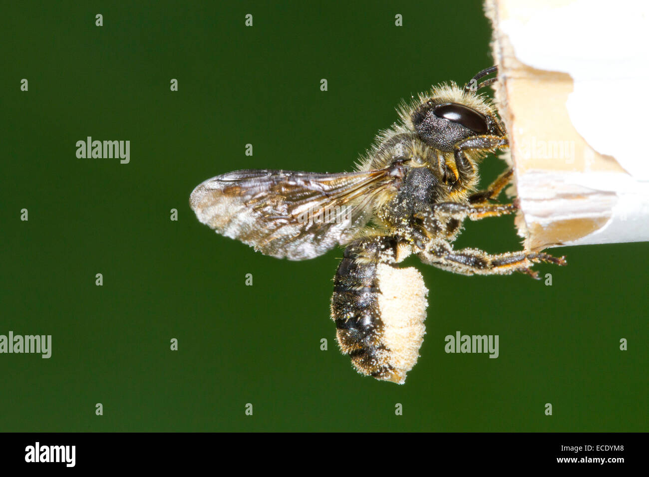 Évent Orange Mason-bee (Osmia leaiana) femelle adulte arrivant à nicher dans un jardin canne avec une charge de pollen Powys, Pays de Galles. Juillet. Banque D'Images
