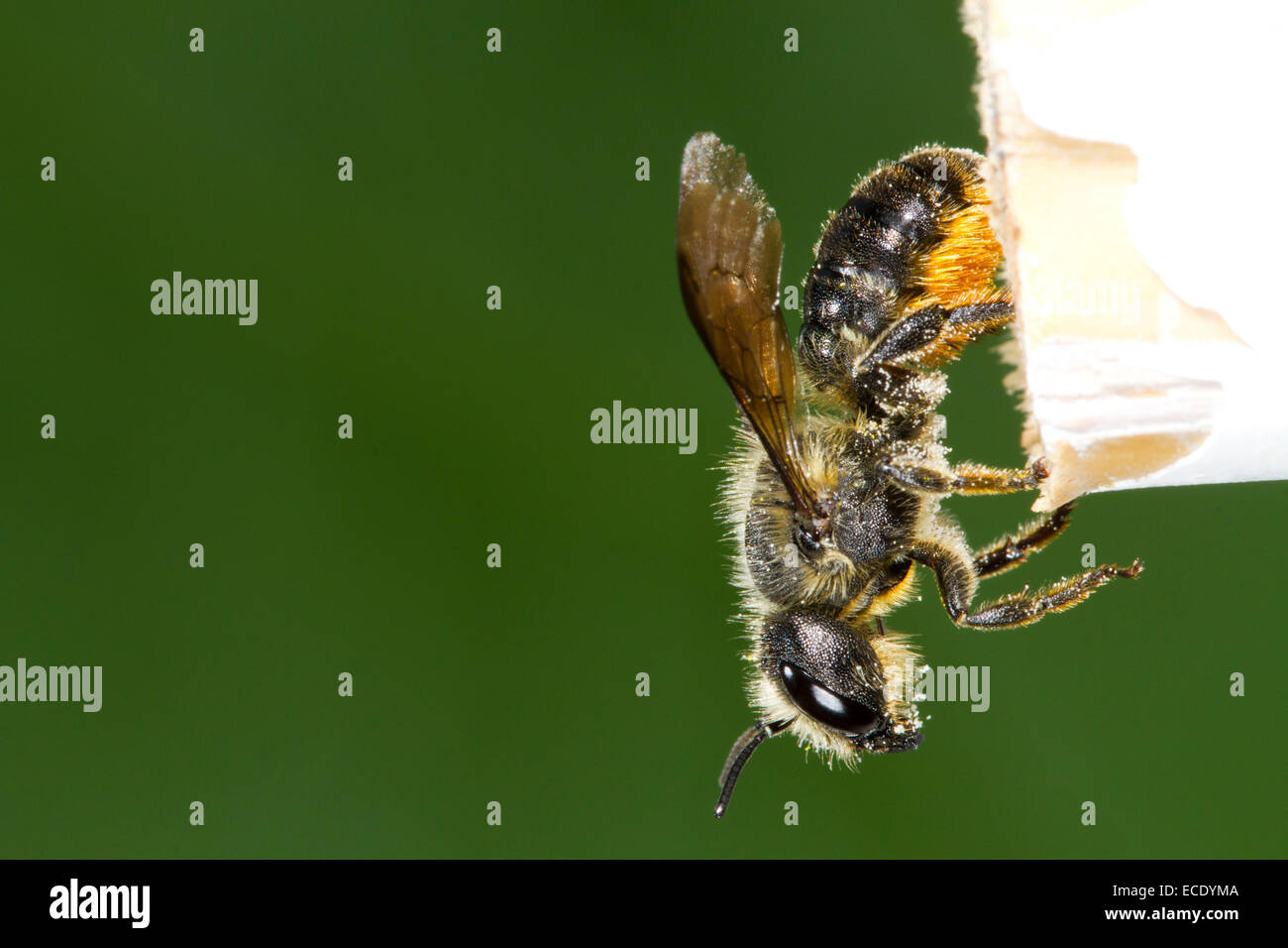 Évent Orange Mason-bee (Osmia leaiana) femelle adulte de quitter son nid dans un jardin de la canne à sucre. Powys, Pays de Galles. Juillet. Banque D'Images