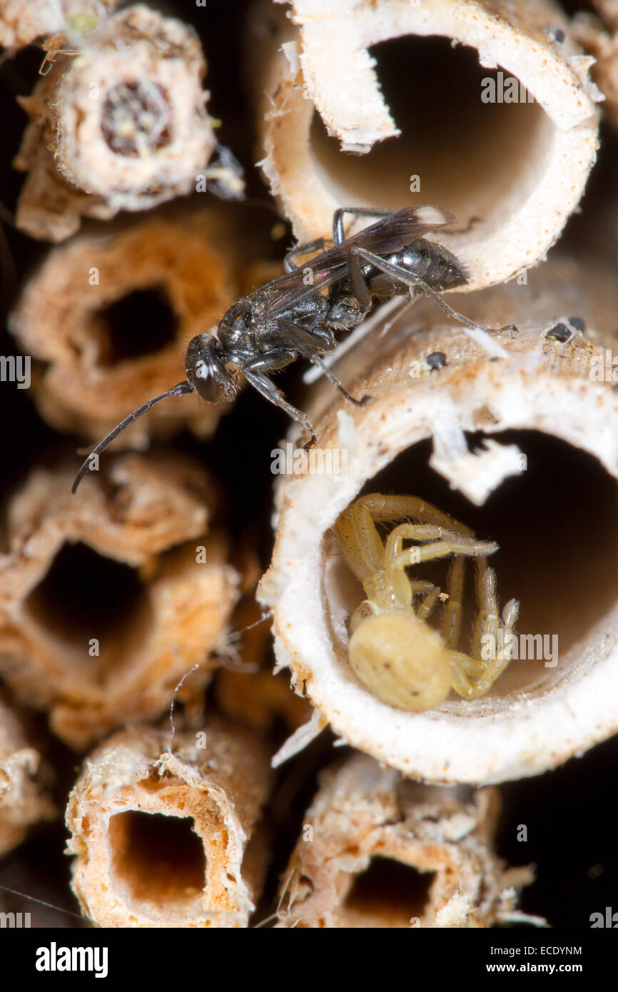 Chasse à l'Araignée Dipogon variegatus guêpe femelle adulte avec spider proie dans une tige de la plante. Powys, Pays de Galles. Juillet. Banque D'Images