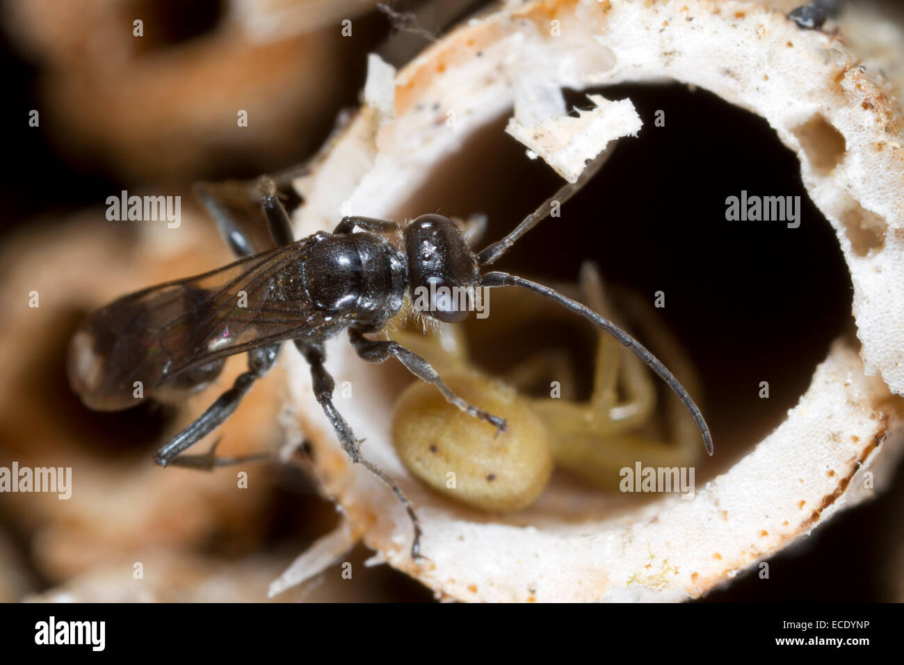 Chasse à l'Araignée Dipogon variegatus guêpe femelle adulte avec spider proie dans une tige de la plante. Powys, Pays de Galles. Juillet. Banque D'Images