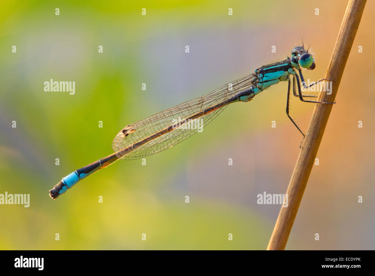 Demoiselle à queue bleue (Ischnura elegans) mâle adulte, reposant sur une tige de pointe. Powys, Pays de Galles. Juillet. Banque D'Images