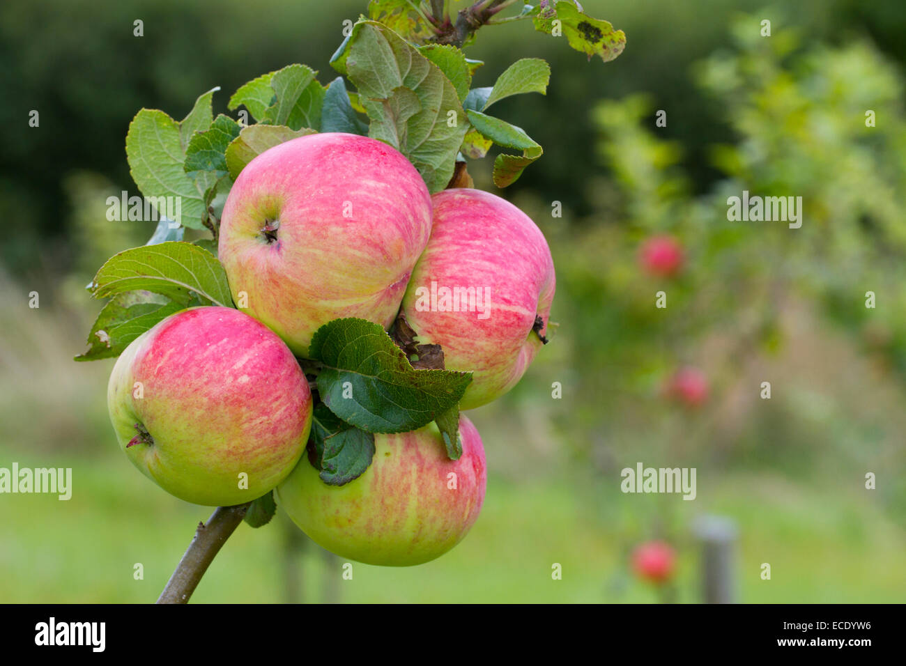 Pommier cultivé (Malus domestica) variété ' Rev. W. Wilks'. Des fruits sur un arbre dans un verger bio. Powys, Pays de Galles. En août. Banque D'Images
