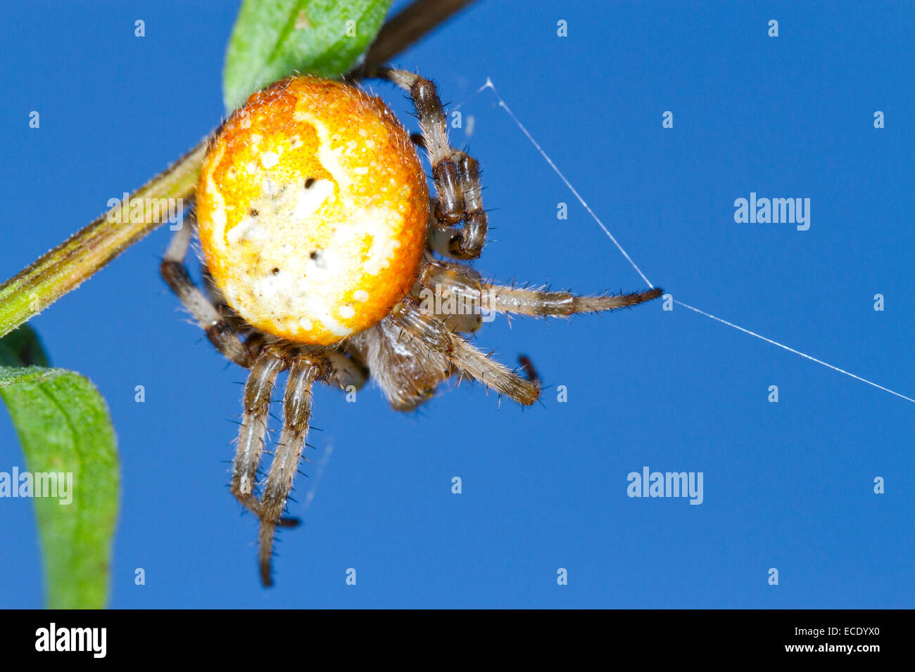 4 spots Orb Weaver (Araneus quadratus) femelle adulte au repos araignée avec une jambe sur le fil-piège menant au web. Banque D'Images