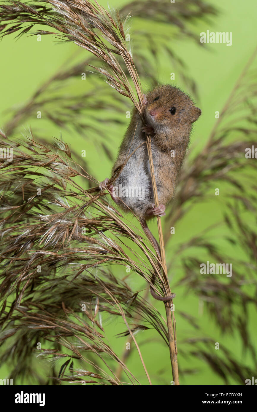 La récolte d'Eurasie, Zwergmaus Zwerg-Maus, Souris, Maus, Halmkletterer Greifschwanz, webcams, Micromys minutus,, Rat des moissons Banque D'Images