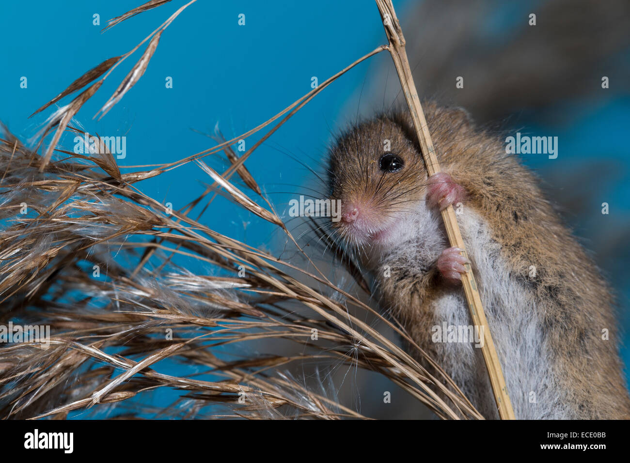 La récolte d'Eurasie, Zwergmaus Zwerg-Maus, Souris, Maus, Halmkletterer Greifschwanz, webcams, Micromys minutus,, Rat des moissons Banque D'Images