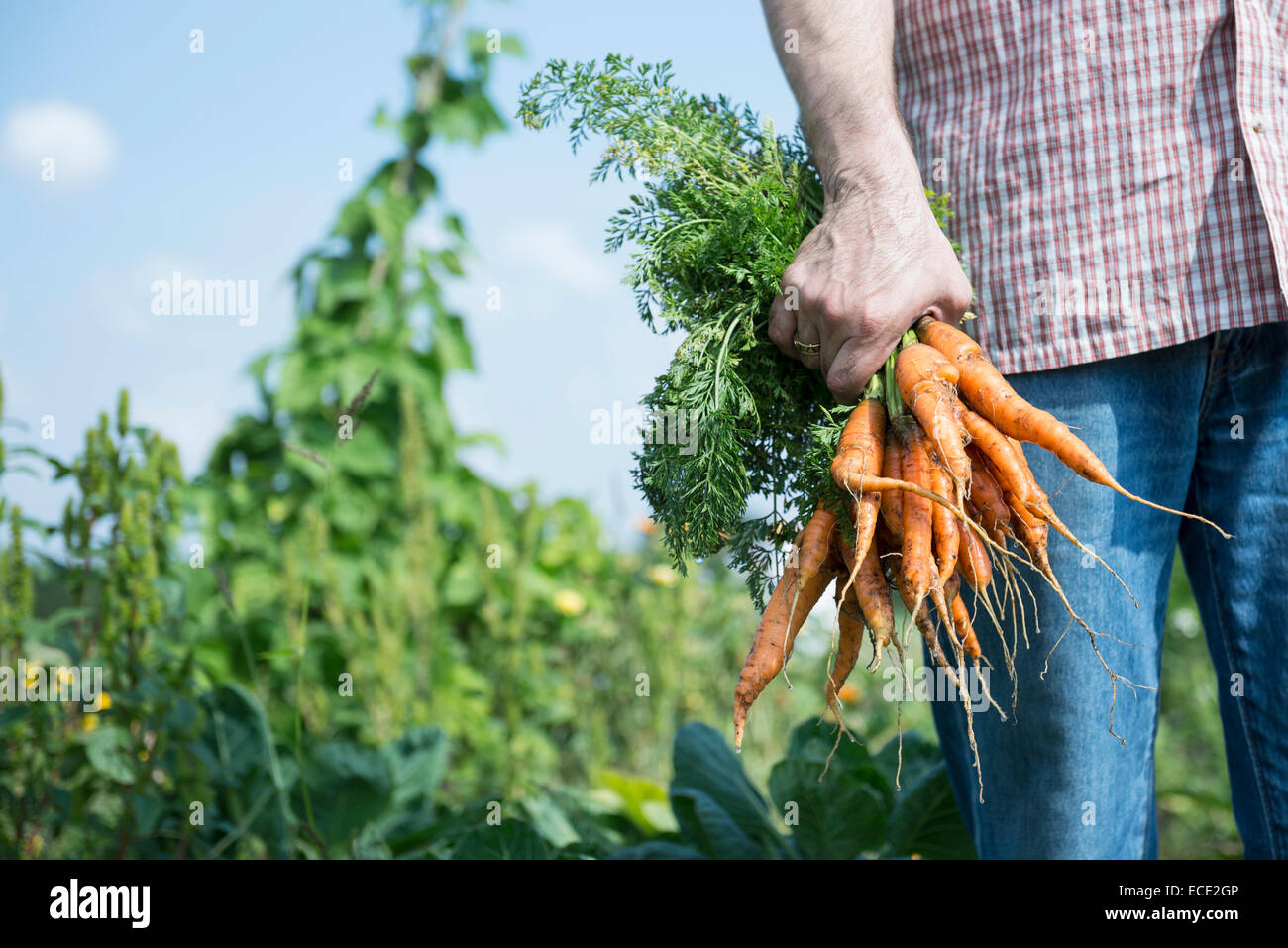 Les légumes bio man holding carrots garden Banque D'Images