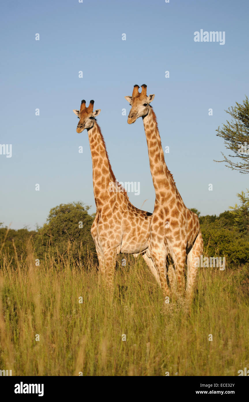 Deux girafes (Giraffa camelopardalis) dans la lumière du soir, Nylsvley Nature Reserve, Limpopo, Afrique du Sud Banque D'Images