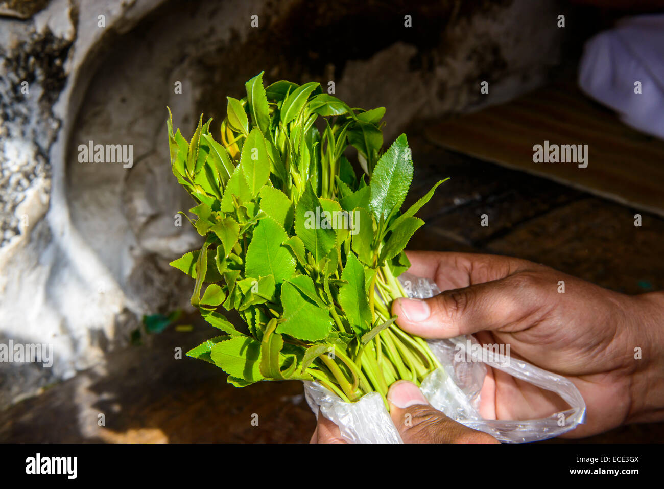 Main tenant le khat ou Qat (Catha edulis), au Yémen Banque D'Images
