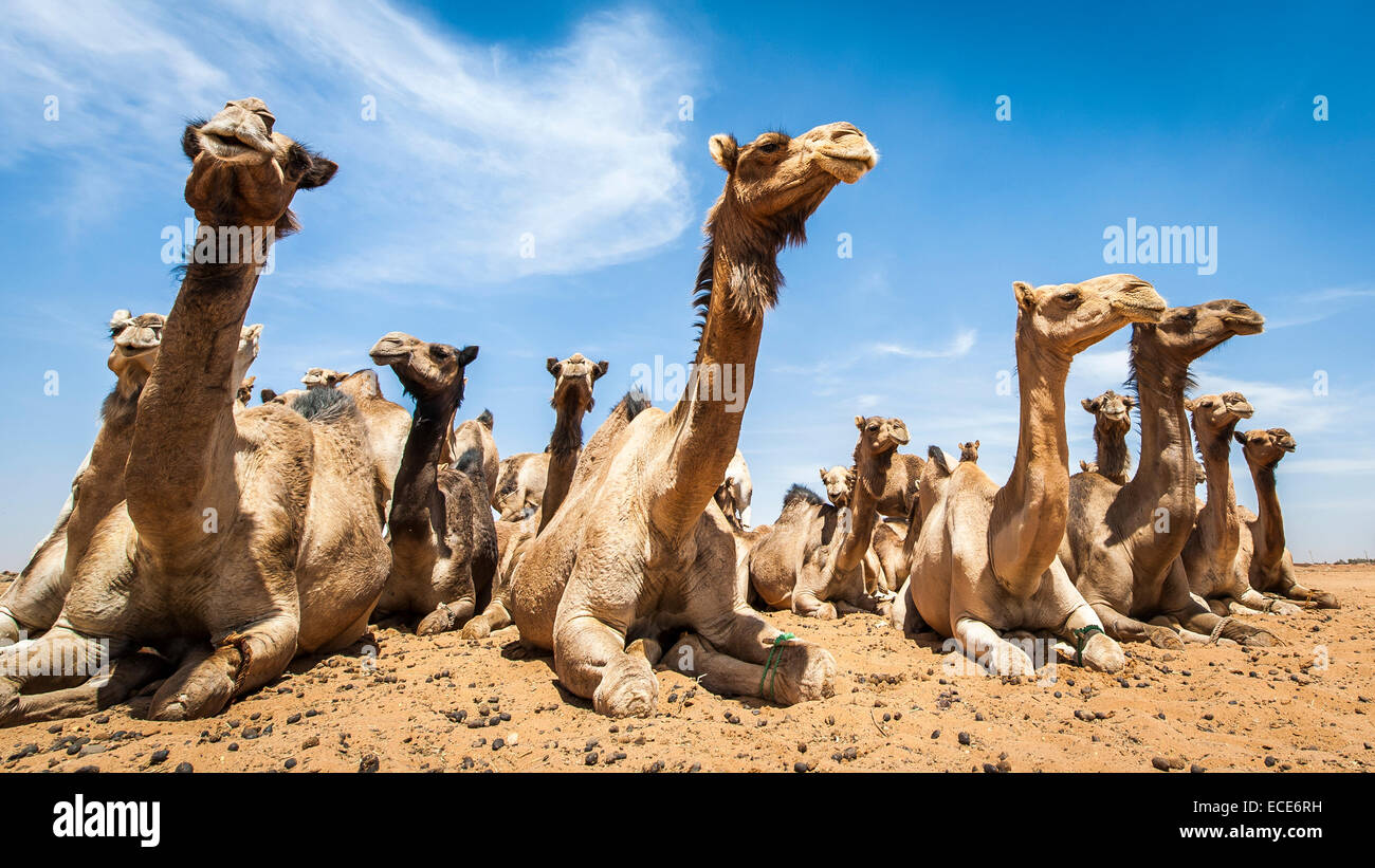 Des chameaux à Omdurman, marché des animaux, Khartoum, Soudan Banque D'Images