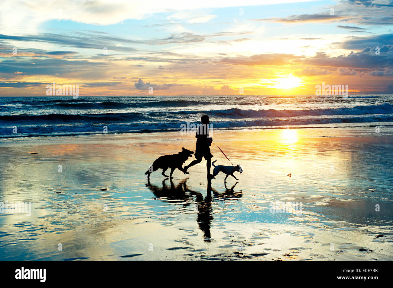 Homme avec un chiens qui courent sur la plage au coucher du soleil. L'île de Bali, Indonésie Banque D'Images