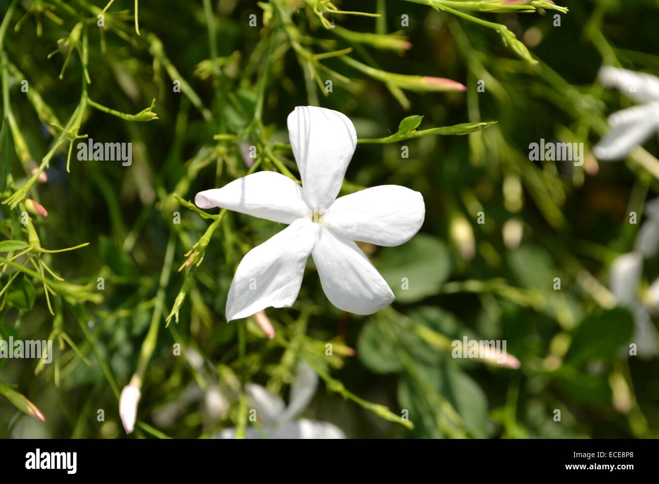 Fleur blanche. Banque D'Images