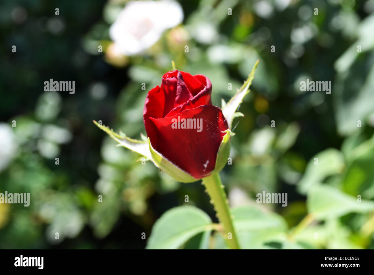 Rose rouge. Banque D'Images