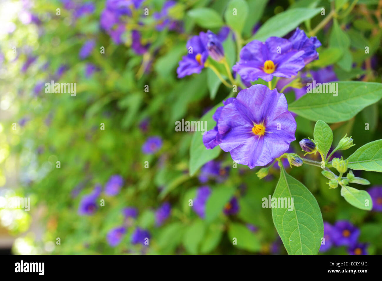 Fleur bleue. Banque D'Images