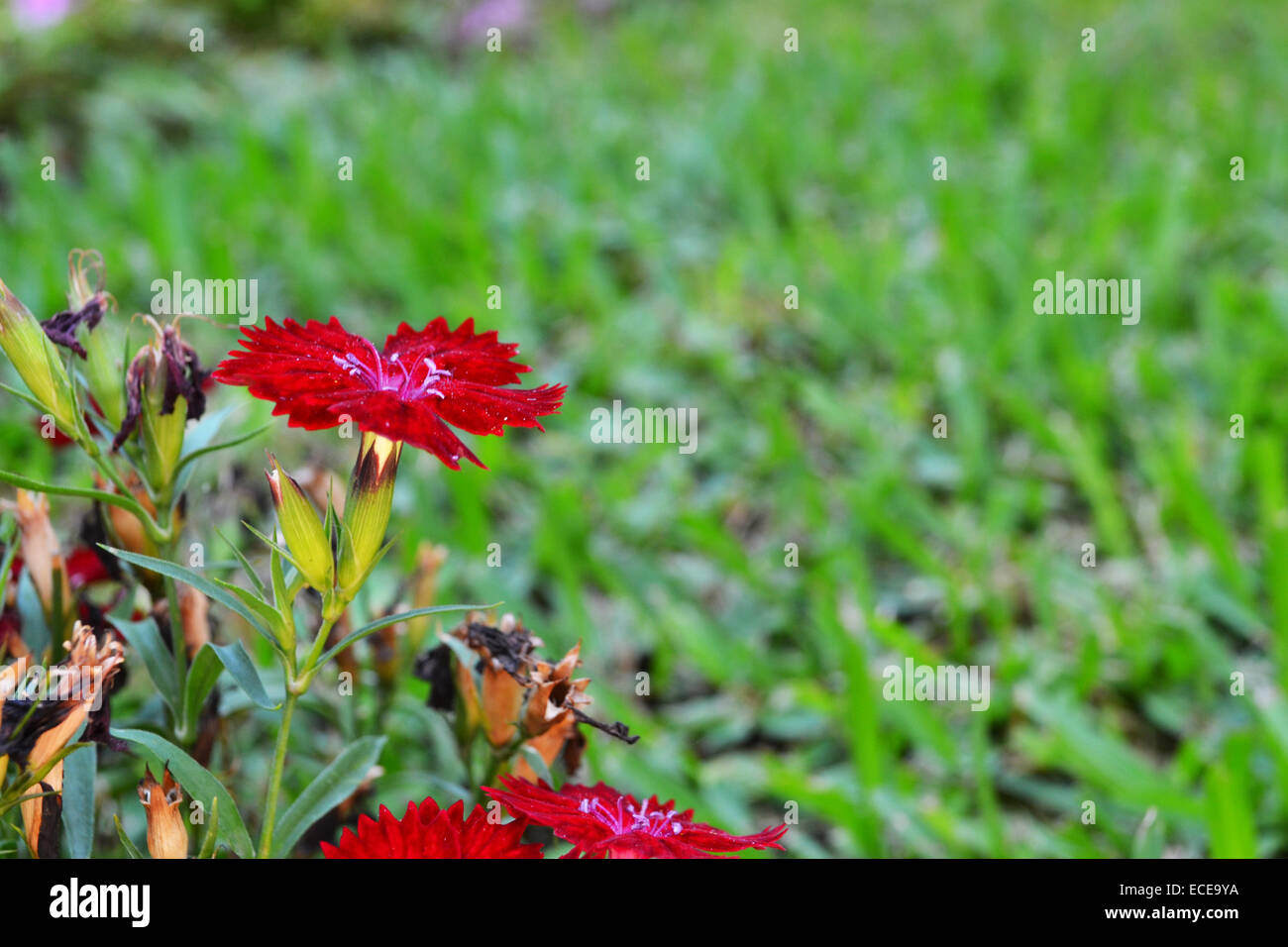 Fleur rouge sur l'herbe. Banque D'Images