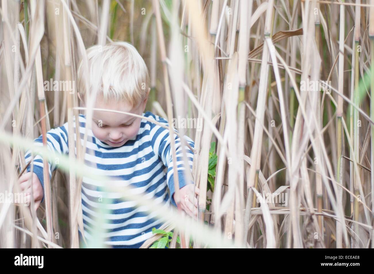 Boy in wheat field Banque D'Images