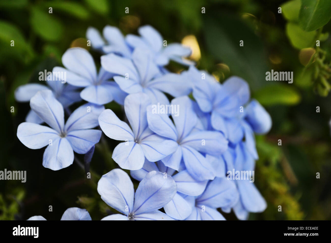 Fleurs bleues. Banque D'Images