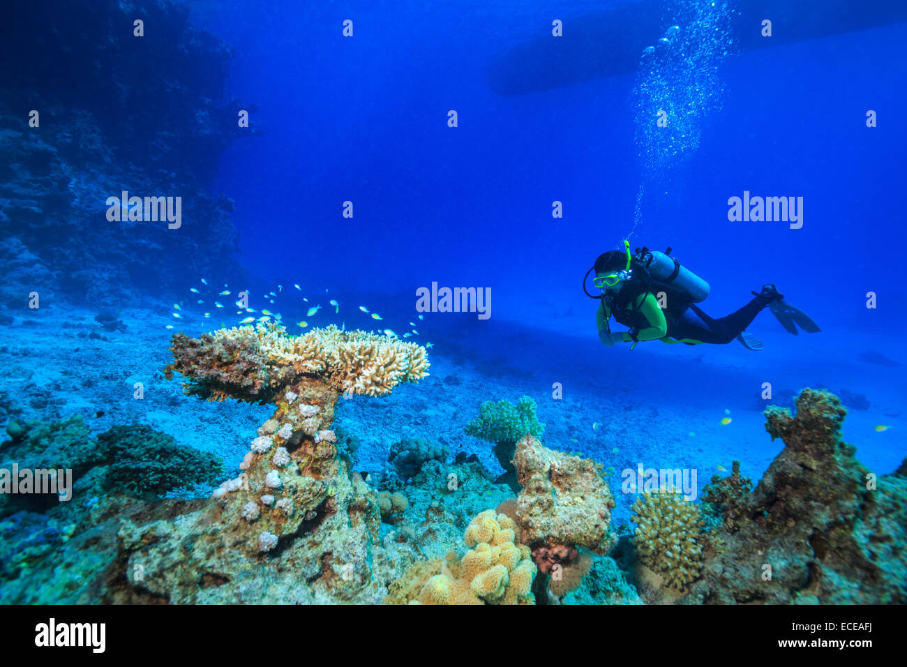 Plongeur dans la mer Rouge, Egypte Banque D'Images