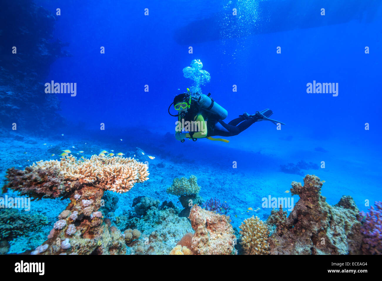 Plongeur dans la mer Rouge, Egypte Banque D'Images