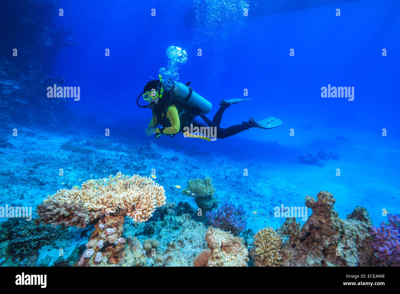 Plongeur dans la mer Rouge, Egypte Banque D'Images