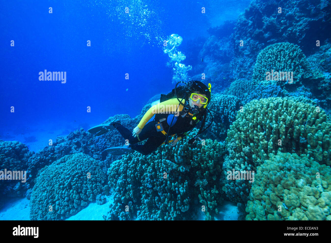 Plongeur dans la mer Rouge, Egypte Banque D'Images