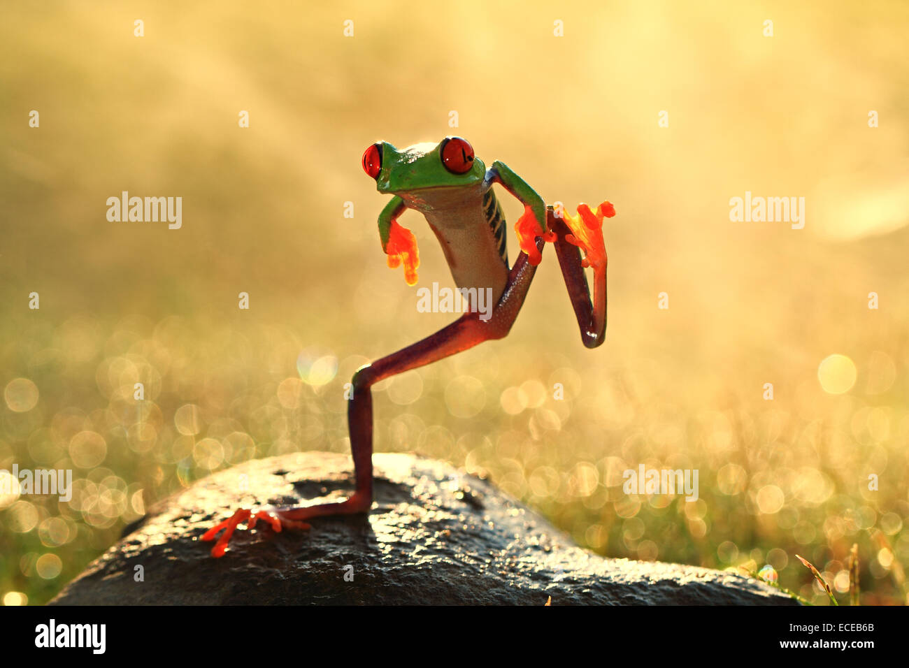 Grenouille dansante debout sur une jambe sur un rocher, Batam City, îles Riau, Indonésie Banque D'Images