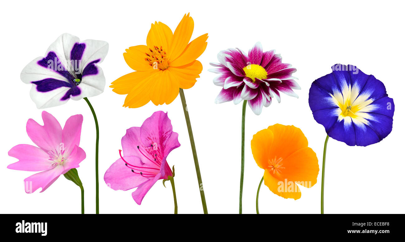 Collection de différentes fleurs colorées et de fleurs sauvages avec Stick vert isolé sur fond blanc. Couleur rouge vif, bleu, rose, P Banque D'Images