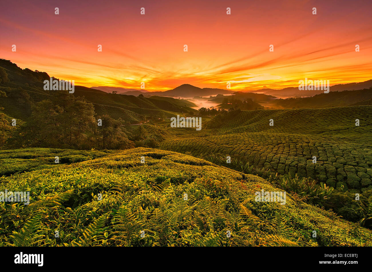 La Malaisie, Cameron Highland, voir des plantations de thé de terres incultes colline au lever du soleil Banque D'Images