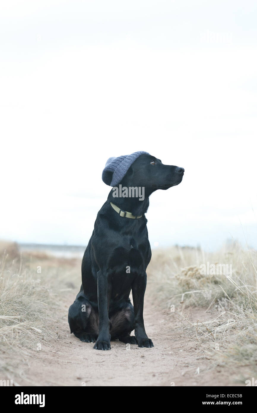 Black dog wearing knit cap assis sur sentier Banque D'Images