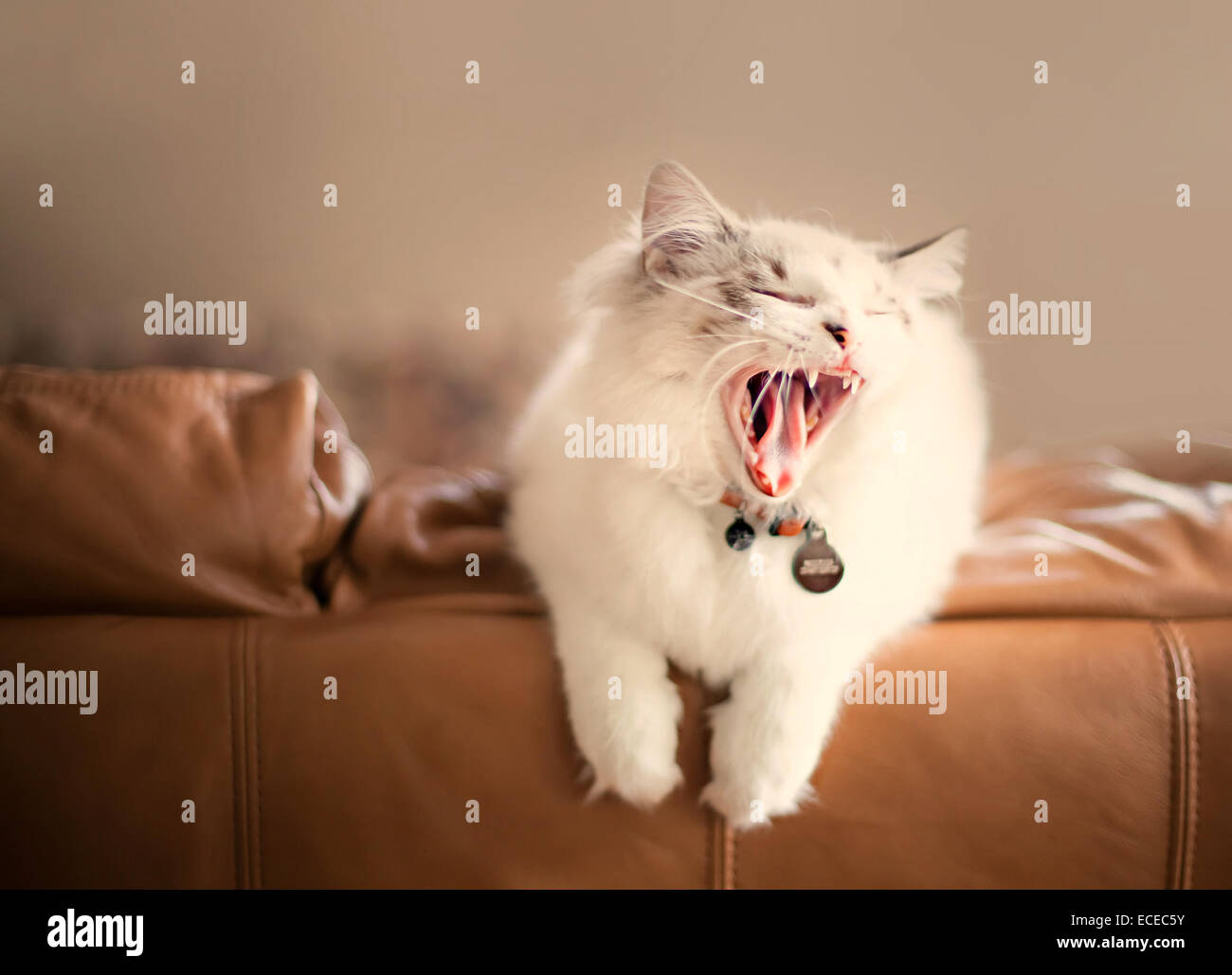 Cat sitting on a couch yawning Banque D'Images