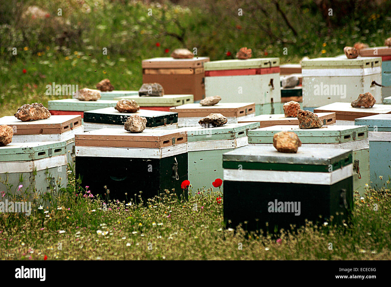 Ruches dans un champ Banque D'Images