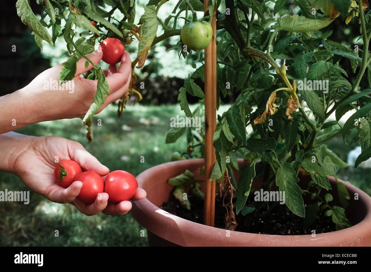 Close-up of Woman picking tomatoes Banque D'Images