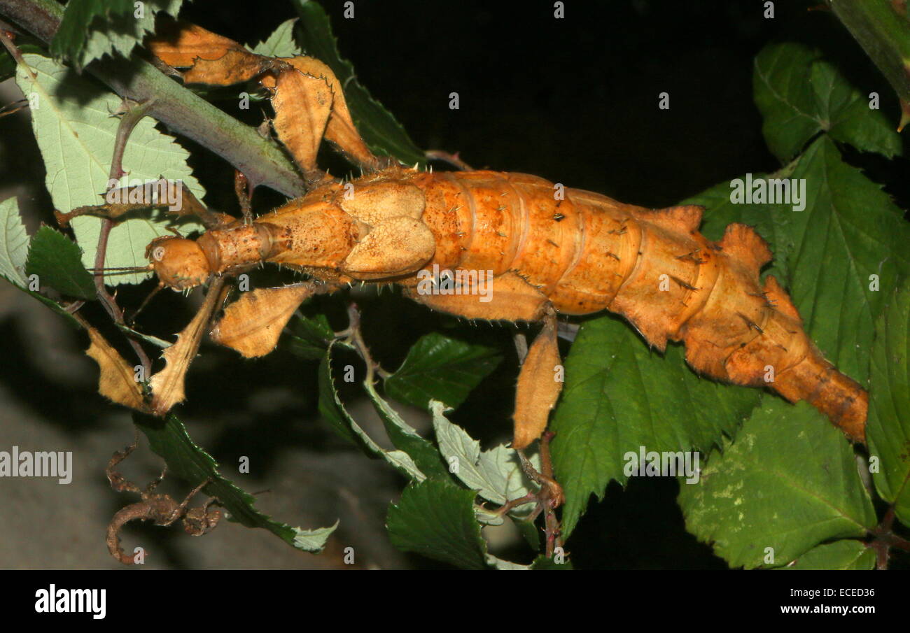 Géant australien femelle Phasme épineux (Extatosoma tiaratum). alias Phasme épineux géant ou Phasme Marche Banque D'Images