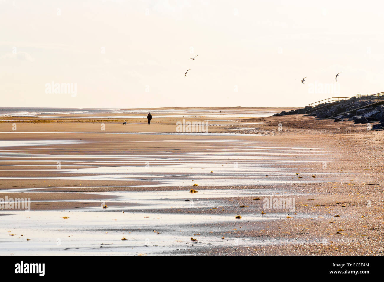 Une personne qui marche un chien sur la plage de Skegness, UK Banque D'Images