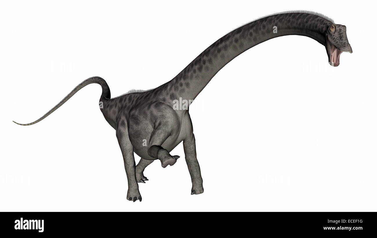 Tête de dinosaure Diplodocus jusqu'au fond blanc 3D render Photo Stock — free download