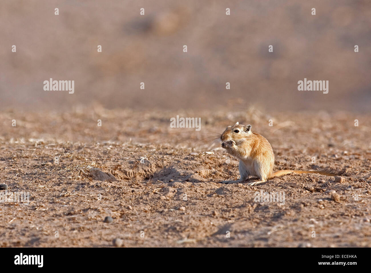 Grande gerbille (Rhombomys opimus) dans le désert de Karakoum en Iran Banque D'Images