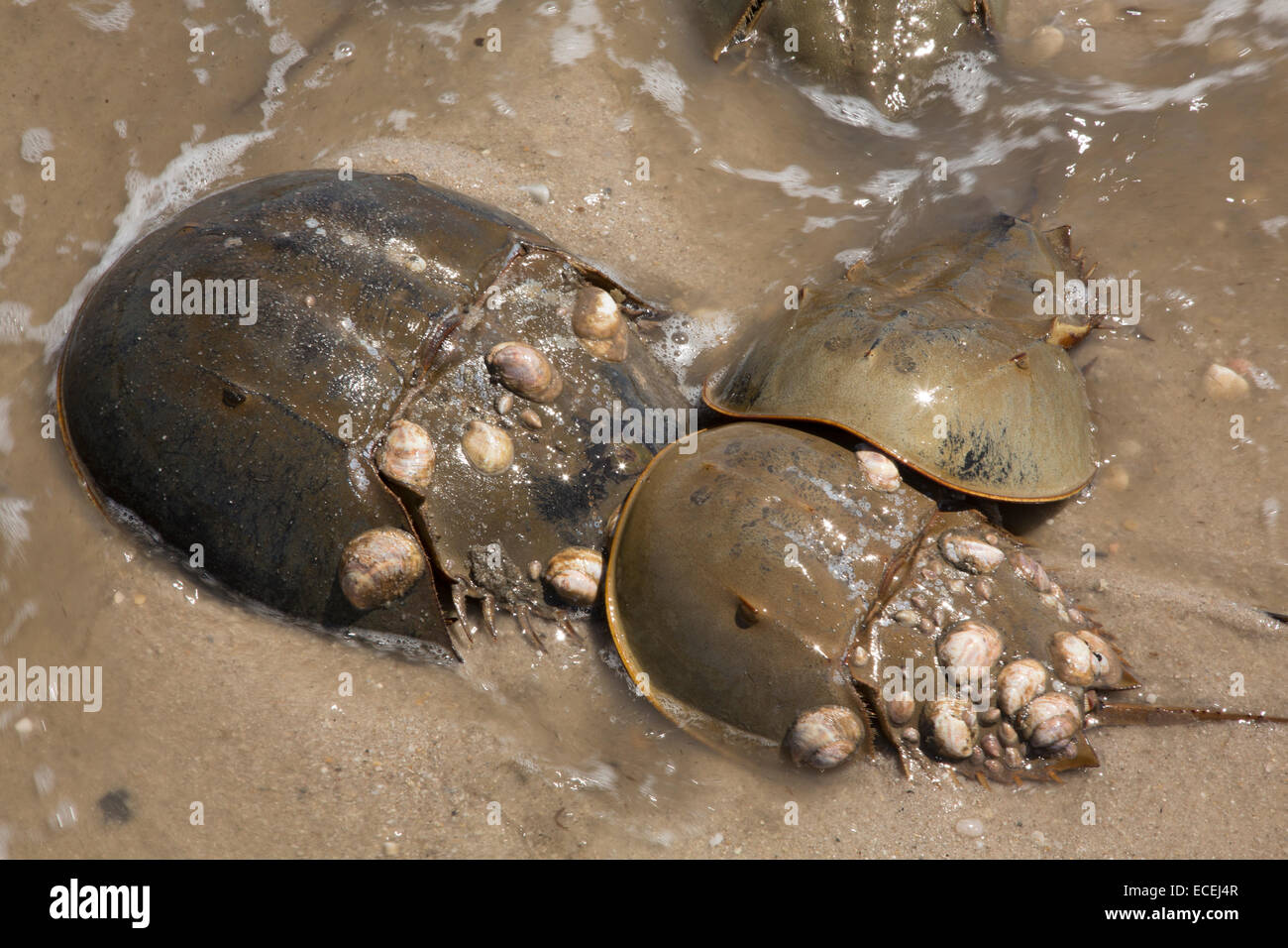 Les limules, Limulus polyphemus, la baie du Delaware, Ohio, à venir à terre pour se reproduire Banque D'Images