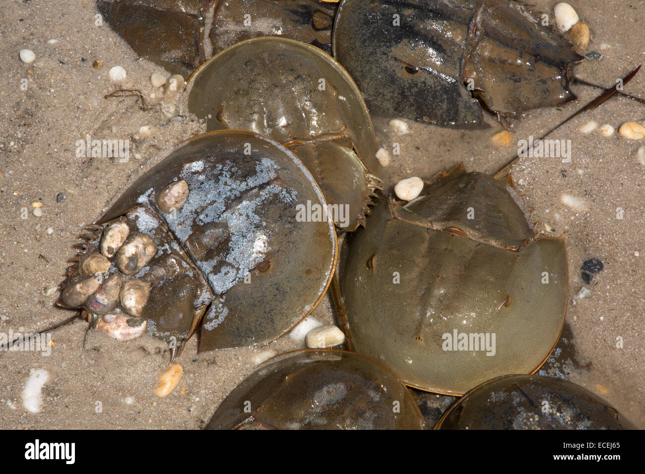 Les limules, Limulus polyphemus, la baie du Delaware, Ohio, à venir à terre pour se reproduire Banque D'Images