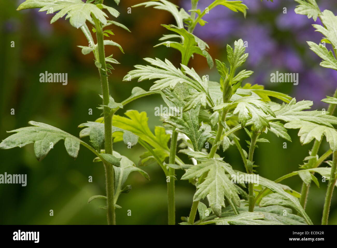 Armoise (Artemisia vulgaris) plante dans un jardin Banque D'Images