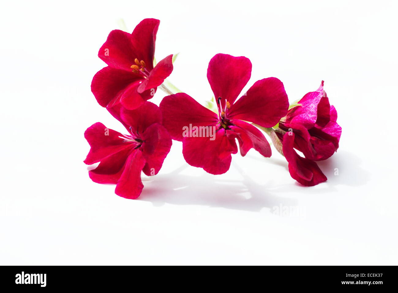 Fleur de géranium rouge sur fond blanc Banque D'Images