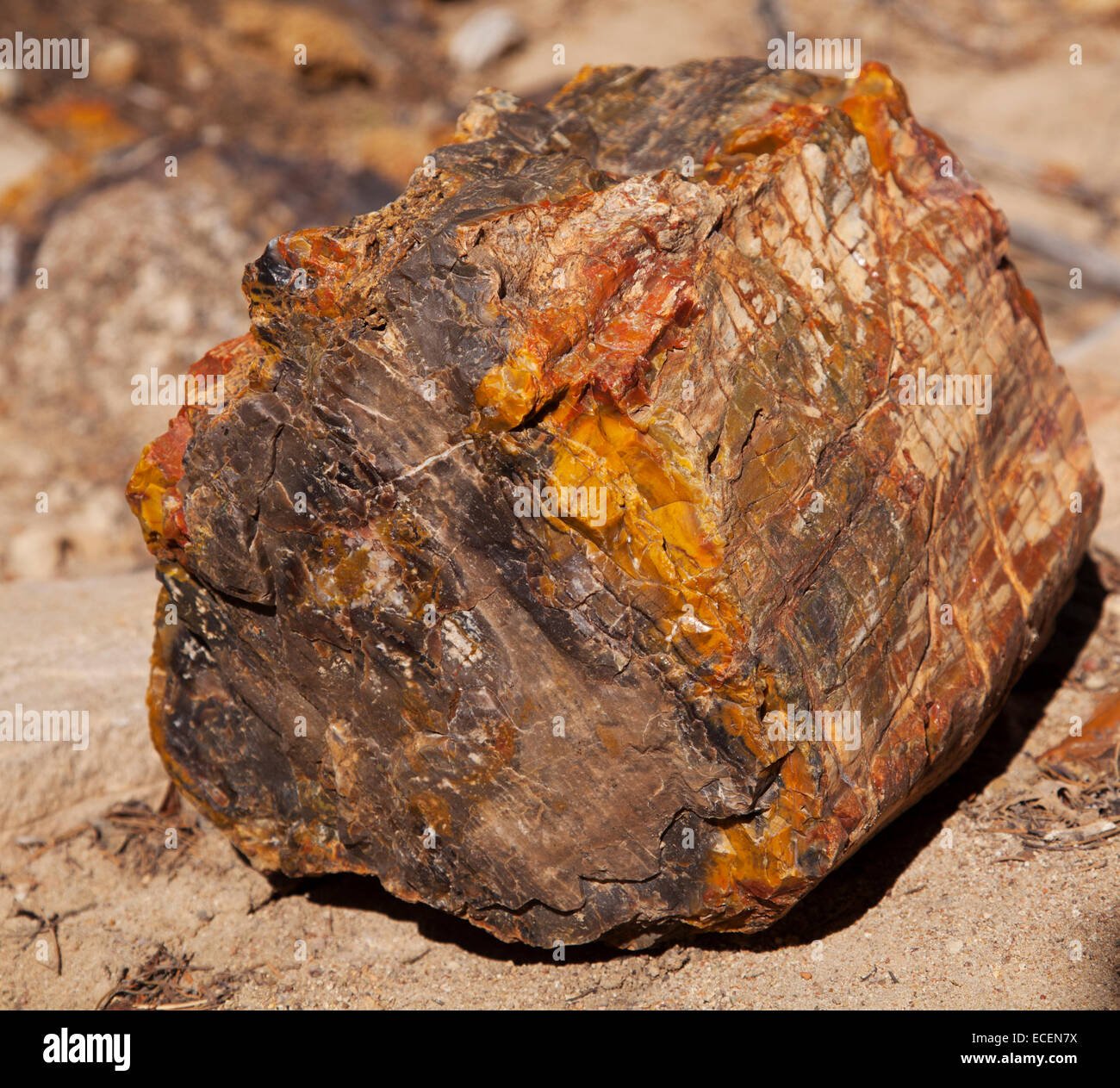 Morceau de bois pétrifié, Escalante Petrified Forest State Park, Escalante, UT, USA Banque D'Images